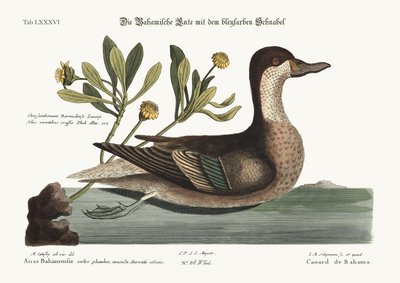 El pato Ilathera, 1749-73 de Mark Catesby